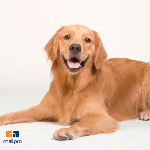 Marketing por correo electrónico para clínicas veterinarias: La guía práctica.