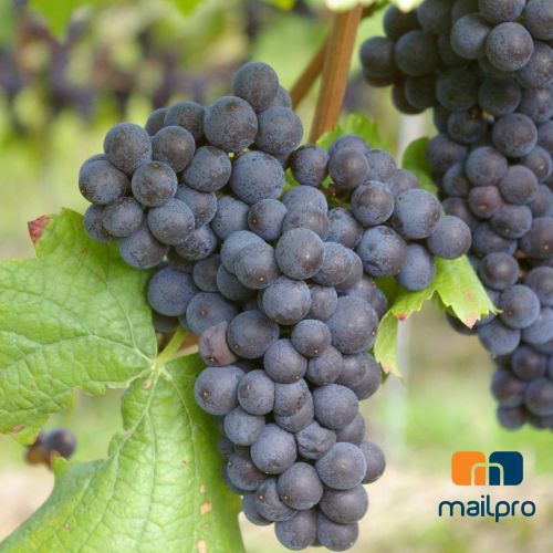 Email Marketing para bodegas de vino: Cómo hacerlo funcionar (sin complicarlo)